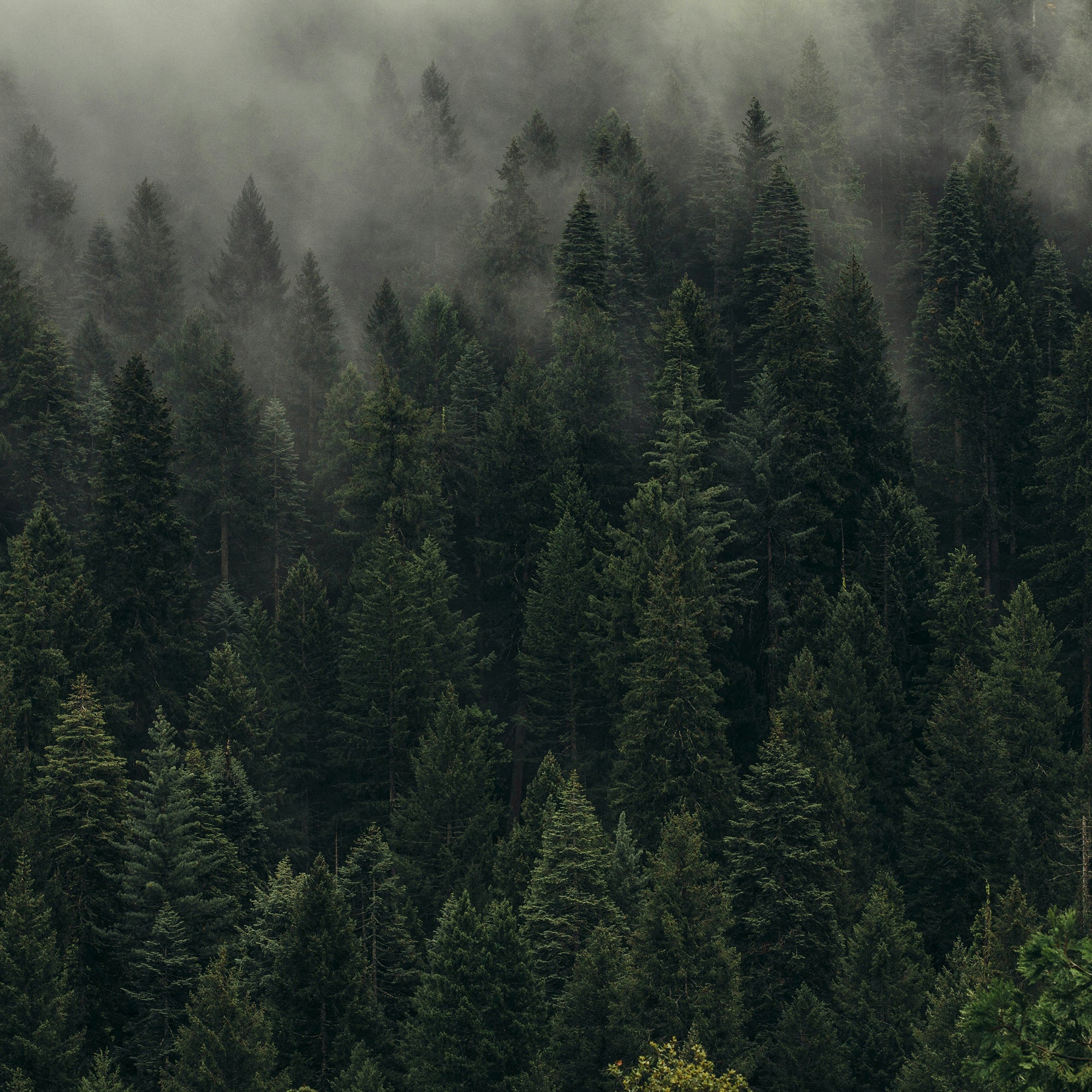 La Forêt